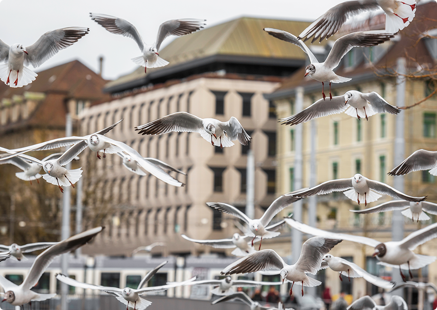 Vögel auf dem Gebäude