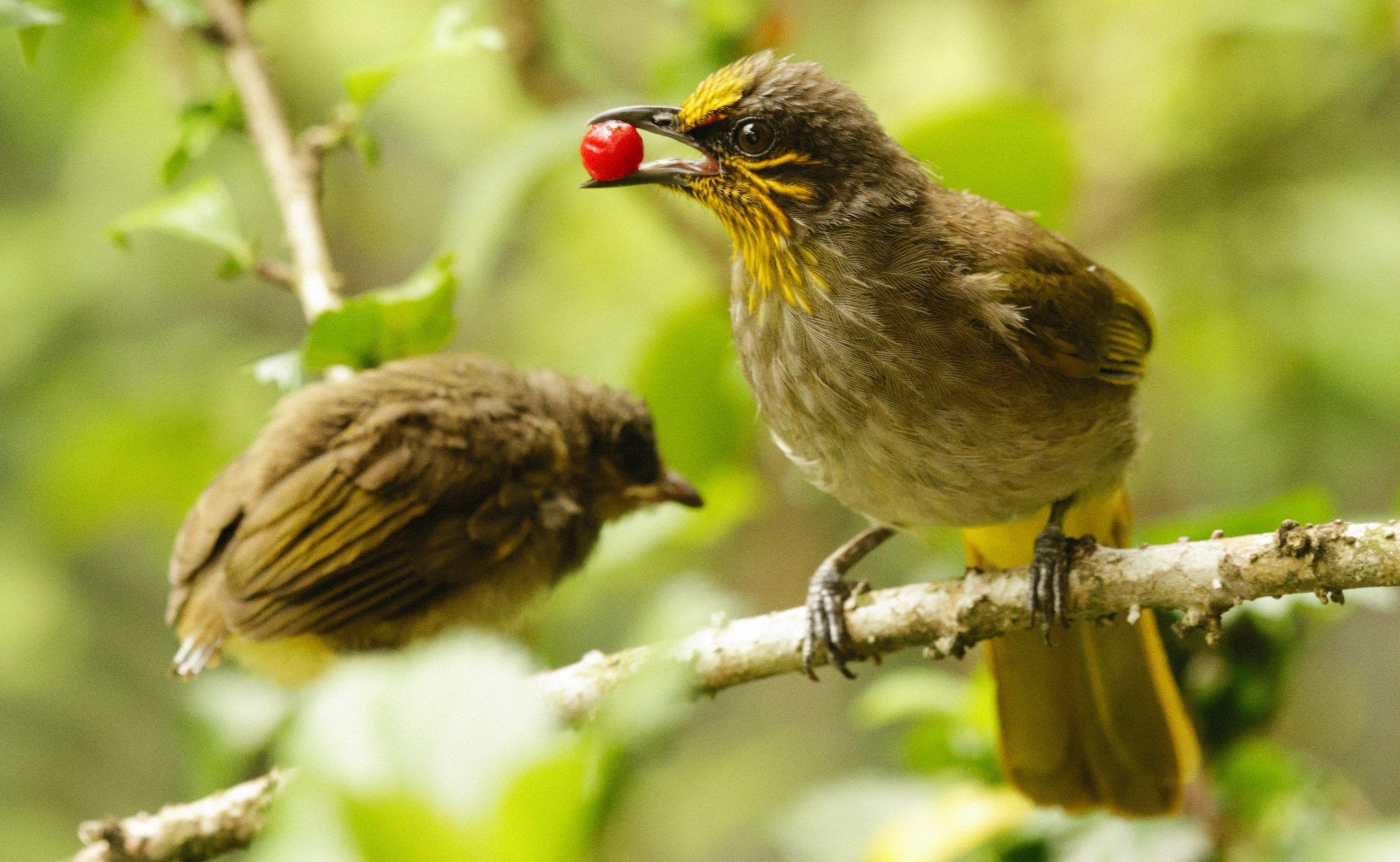 Unerwünschte Vögel vertreiben