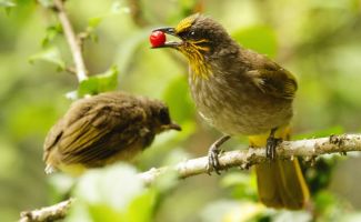 Unerwünschte Vögel vertreiben