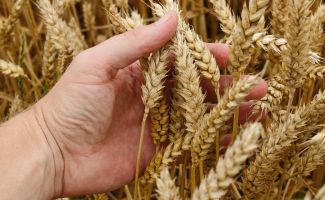 Vogelabwehrmittel für die Landwirtschaft