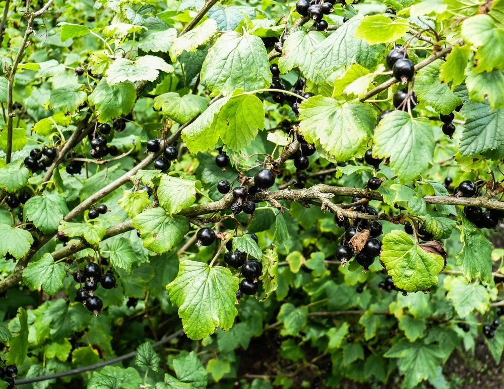 bird away black currant