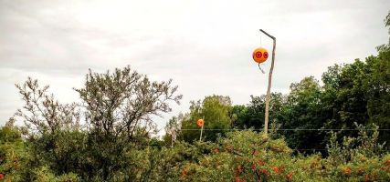 Seaberry farm with bird deterrent