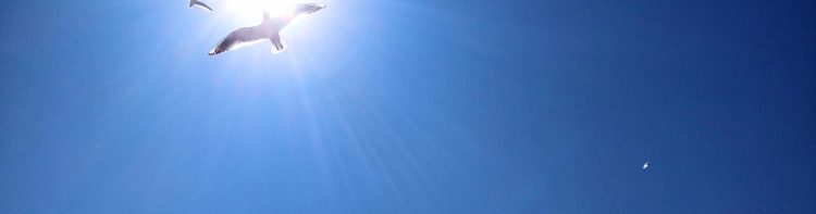 9 veidi, kā atbrīvojoties no kaijām. 8 Möwen loszuwerden