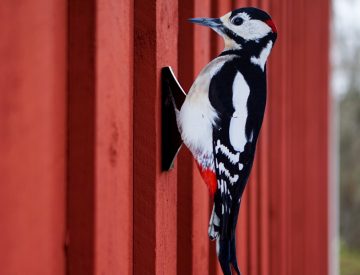 woodpecker deterrent for wall