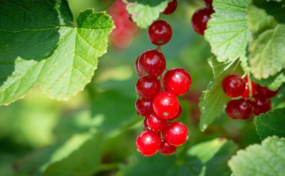 Vögel aus dem Garten fern halten
