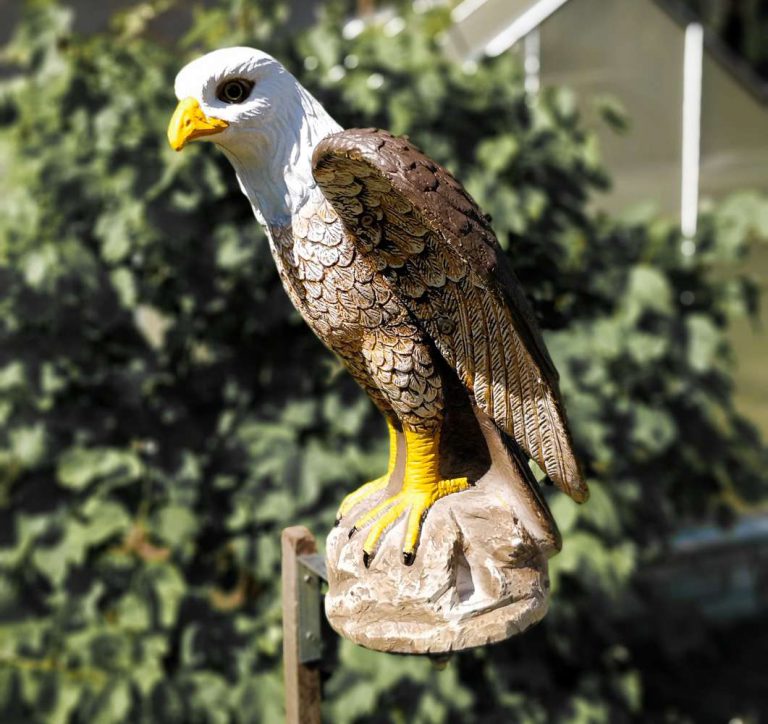 Rotating Eagle Decoy for Bird Control | BIRD BUSTERS