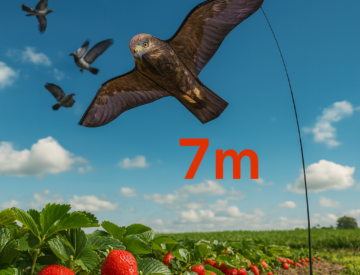 Eagle kite flying on a 7-meter pole protecting crops from birds